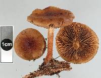 Pholiota multicingulata image