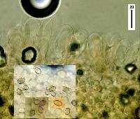 Leucocoprinus cepistipes image