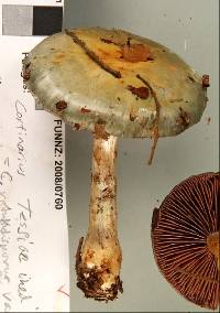 Cortinarius tessiae image