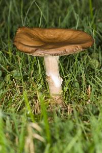 Agrocybe erebia image