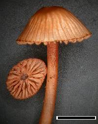 Mycena sanguinolenta image