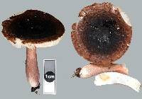 Russula pilocystidiata image