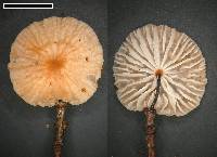 Marasmius gelatinosipes image