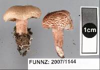 Lepiota subincarnata image