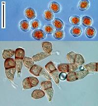 Puccinia porri image