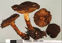 Cortinarius pholiotellus image