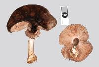 Pluteus microspermus image