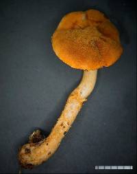 Cystoderma clastotrichum image