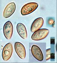 Pholiota pallidocaulis image