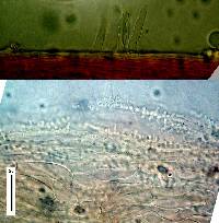 Mycena speirea image