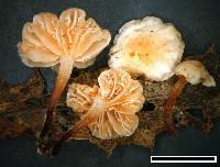 Marasmius palmivorus image