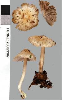 Inocybe sylvicola image