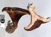 Austropaxillus squarrosus image