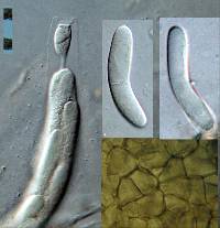 Lasiosphaeria lanuginosa image