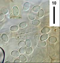 Cystoderma muscicola image