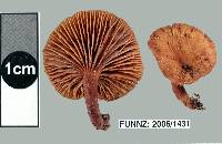 Lactarius umerensis image