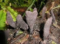 Xylaria castorea image