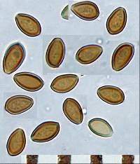 Psilocybe makarorae image