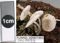 Mycena carmeliana image