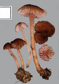 Laccaria lilacina image