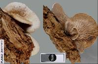 Crepidotus inconspicuus image