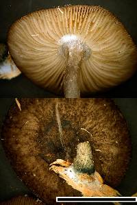 Pluteus velutinornatus image