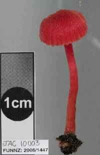 Hygrocybe firma image