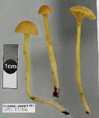 Hygrocybe cerinolutea image