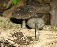 Pluteus velutinornatus image