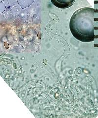 Crepidotus gilvidus image