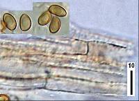 Inocybe scabriuscula image
