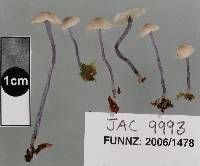 Entoloma uliginicola image