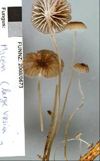 Mycena helminthobasis var. novae-zelandiae image