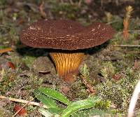 Austropaxillus squarrosus image