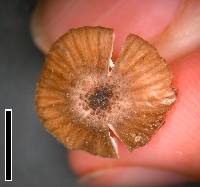 Entoloma duplocoloratum image