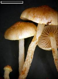 Pholiota pallidocaulis image