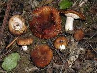 Russula novae-zelandiae image