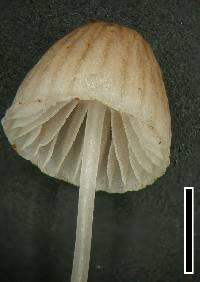 Mycena subdebilis image