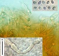 Cystoderma muscicola image