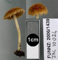 Inocybe scabriuscula image