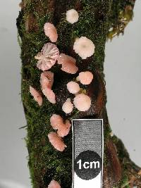 Mycena roseoflava image