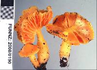 Hygrocybe blanda image