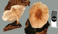 Clitocybe wellingtonensis image