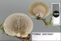 Conchomyces bursiformis image