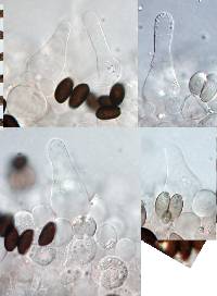 Psathyrella prona image