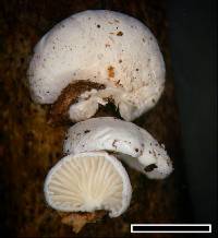 Cheimonophyllum candidissimum image