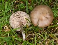 Entoloma sericeum image