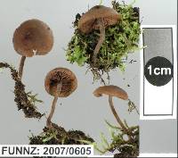 Tubaria perstriata image