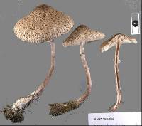 Macrolepiota clelandii image