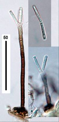 Image of Polyscytalum truncatum